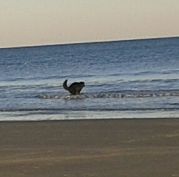 sam poops in the ocean